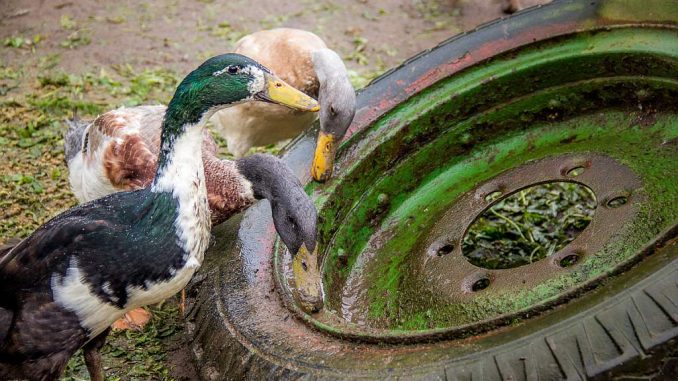 Vogelgrippe Wiederitzsch Vogelgrippe Wiederitzsch
